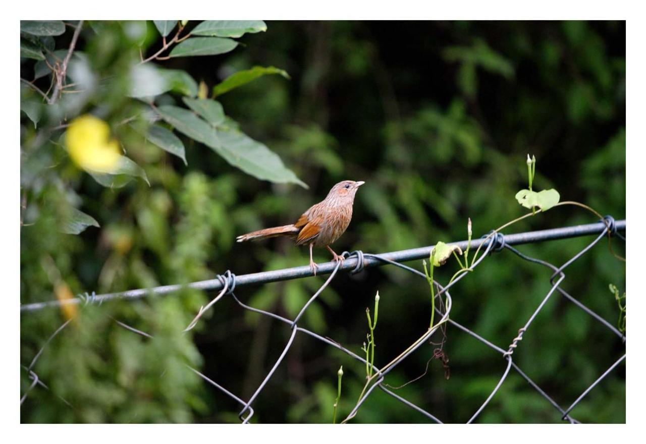 Saffronstays Himalaica, Nainital Bhowali ภายนอก รูปภาพ